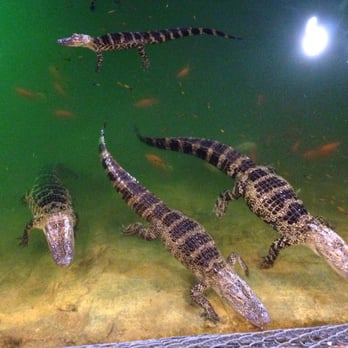 Golf N Gator - Mini Golf Near Me - Cape Canaveral, Florida