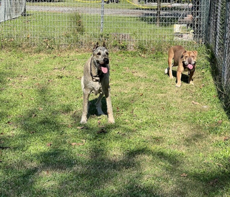 EQ PET TRAVEL Updated April 2024 Newman Lake, Washington Pet