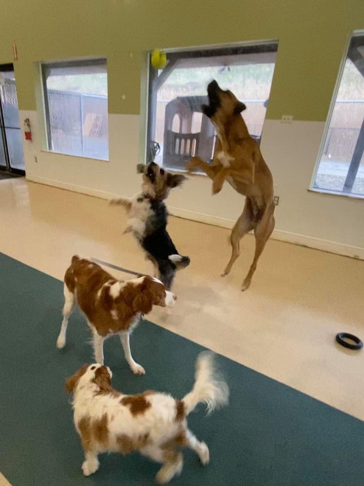 POOCH PALACE Updated August 2024 34 Photos & 15 Reviews 285 E