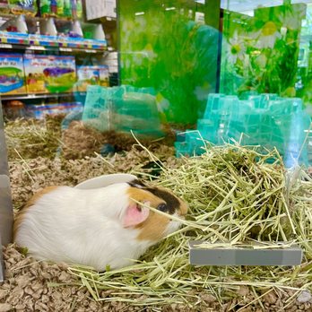 Petco - Guinea pig - Pet Stores Near Me - Virginia Beach, Virginia