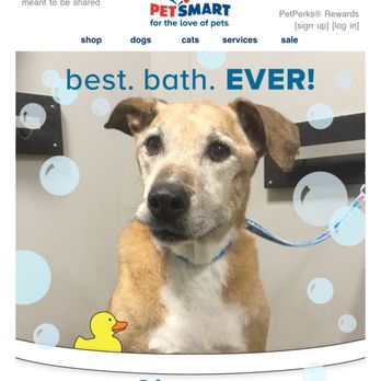 PetSmart - Pet Groomers Near Me - SACRAMENTO, California PetSmart - Pet Groomers Near Me - SACRAMENTO, California