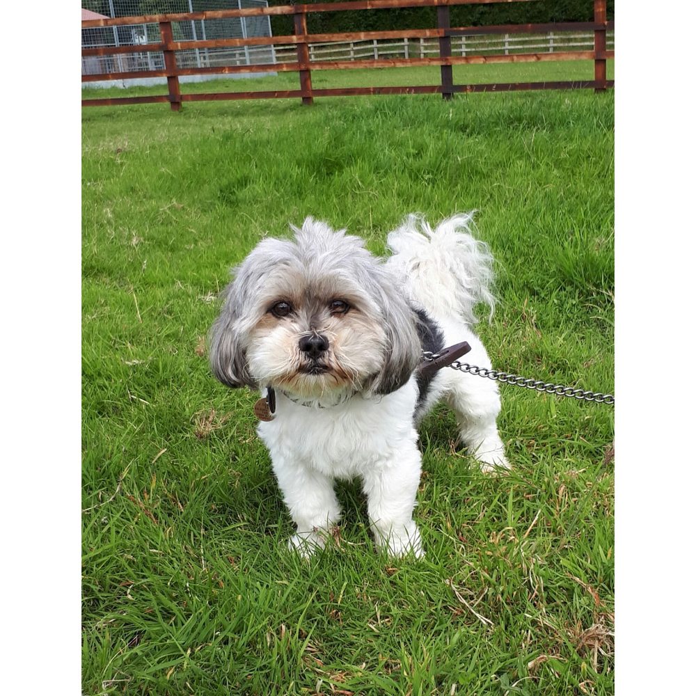 THE RED HOUSE BOARDING CATTERY & KENNELS Updated August 2024 Moor