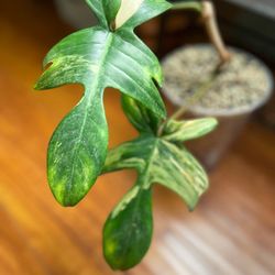 KimThai Garden - Philodendron Florida Beauty