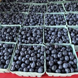 Yarmouth Farmers Market - Big Maine blueberries!