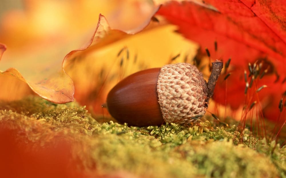 Acorn Tutoring - reading tutor in Berkeley, CA