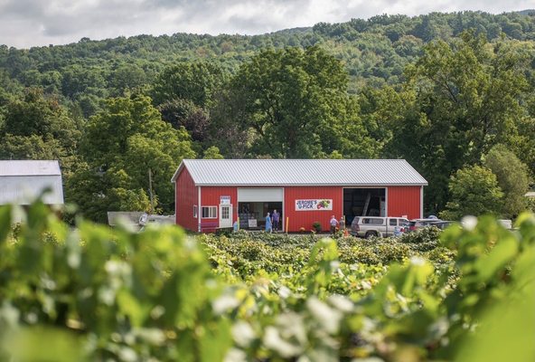 Jerome's U-Pick Fruit Farm by null