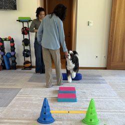 Lotus Veterinary House Calls - Rehab exercises are used for improving strength and mobility