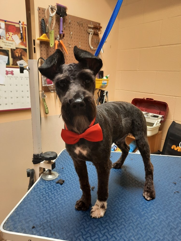 PAWTASTIC POOCHES Updated September 2024 36 Photos 7610 Blanchard