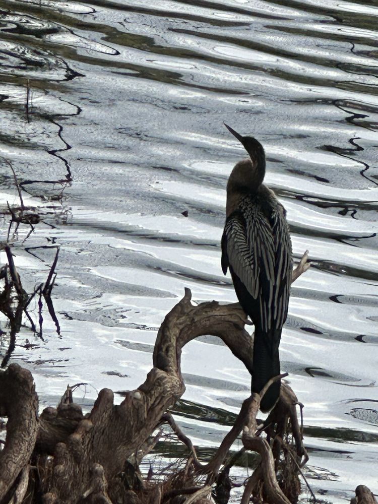Tuscawilla Park Image