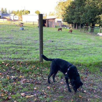 Woof There It Is - Pet Boarding Near Me Woof There It Is - Pet Boarding Near Me
