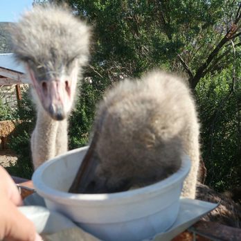 Ostrichland USA - Ostrich feed. - Attraction Farms Near Me - Solvang, California Ostrichland USA - Ostrich feed. - Attraction Farms Near Me - Solvang, California
