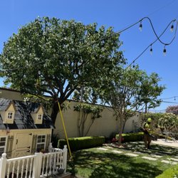 L&P Tree Service