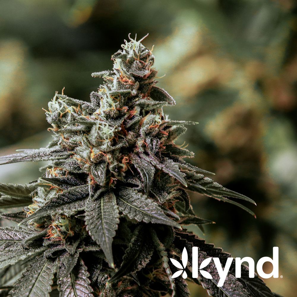 Ayr cannabis dispensary near me