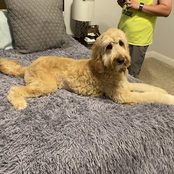 Fire Plug Grooming - Pet Groomers Near Me - Dallas, Texas Fire Plug Grooming - Pet Groomers Near Me - Dallas, Texas