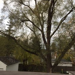 Brookfield Tree Service - Before- limbs hanging over neighbors garage- no bueno!