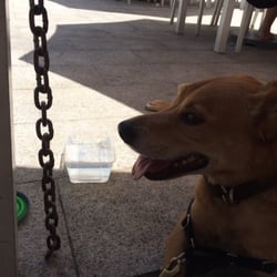 Deep Water Bay Restaurant & Bar - The staff loves dogs and always brings water dishes out for the pups!