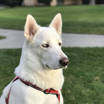 OC Lucky Dogs - Ronin bear - Pet Training Near Me OC Lucky Dogs - Ronin bear - Pet Training Near Me
