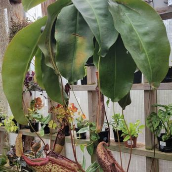 Jungle Fever Exotics - So many cool plants in here! - Nurseries & Gardening Near Me - Ruston, Washington Jungle Fever Exotics - So many cool plants in here! - Nurseries & Gardening Near Me - Ruston, Washington