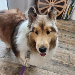 Tails - After grooming