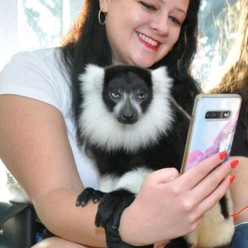 Jungle Island - Lemur Encounter - Amusement Parks Near Me - Miami, Florida Jungle Island - Lemur Encounter - Amusement Parks Near Me - Miami, Florida