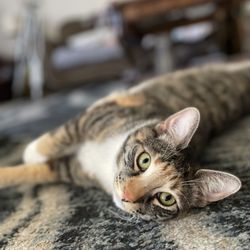 Animal Medical Center - Ivy girl