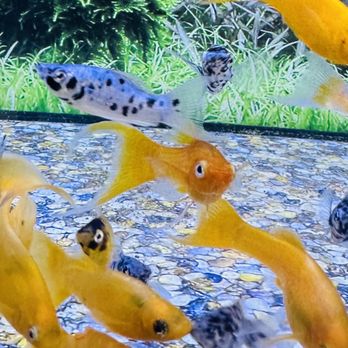 Petco - Goldfish friends...Petco - Pet Stores Near Me - Kapolei, Hawaii