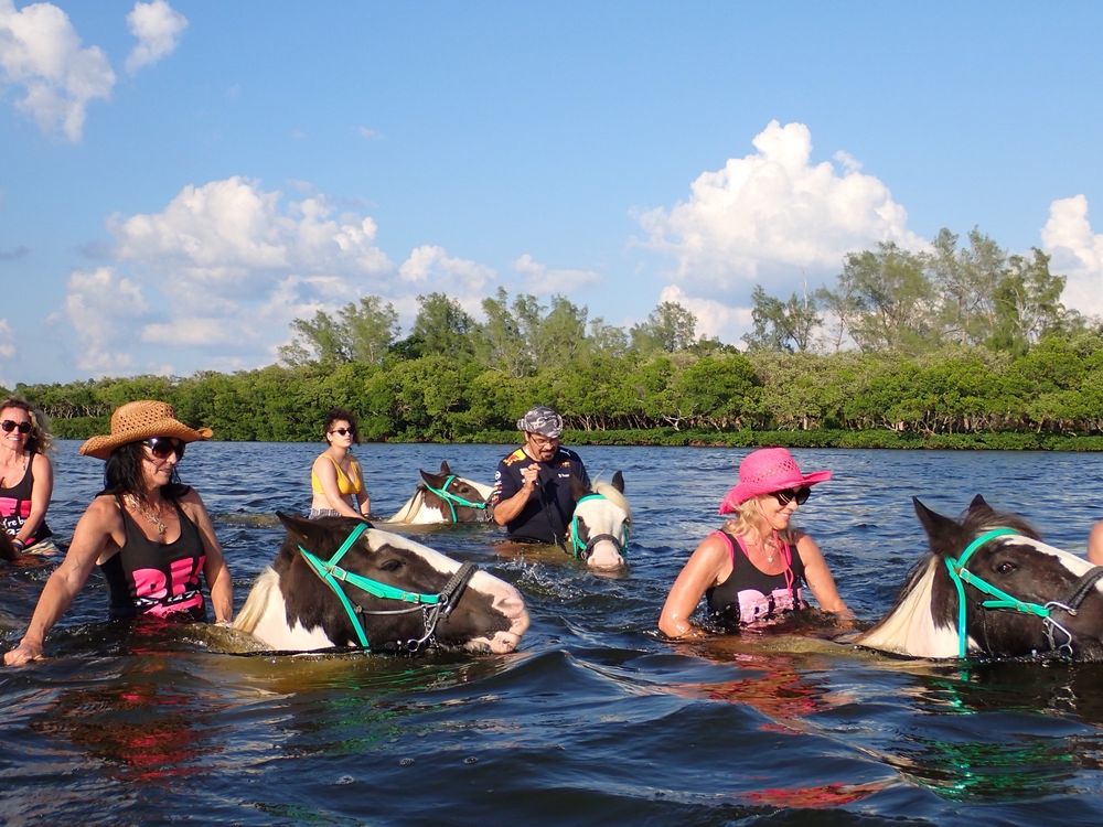C Ponies Beach Horseback Rides - equestrian in St Petersburg, FL