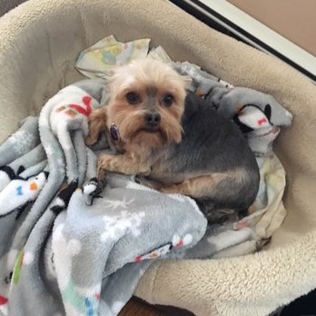 Clean As A Whisker - Pet Groomers Near Me - Ronkonkoma, New York