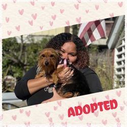 Laguna Beach Animal Shelter