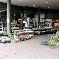 Bekkeblomst