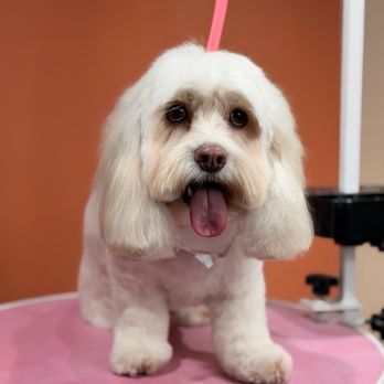 The Furry Club - Pet Groomers Near Me - Brooklyn, New York The Furry Club - Pet Groomers Near Me - Brooklyn, New York