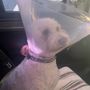 Photo of Dirty Dog Groom and Play