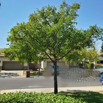 Elk Grove Tree Service - A fresh trim to keep it healthy and prevent it from hanging too low to the sidewalk - Tree Services Near Me Elk Grove Tree Service - A fresh trim to keep it healthy and prevent it from hanging too low to the sidewalk - Tree Services Near Me