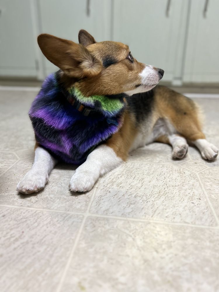 ZUZU’S PET SPA Updated October 2024 3336 Austin Bluffs Pkwy