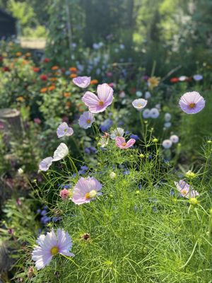 Matthaei Botanical Gardens by null