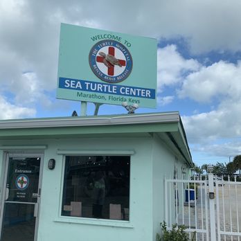 The Turtle Hospital - Veterinarians Near Me - Marathon, Florida