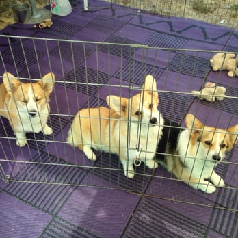 Sierra Animal Wellness Center - Parker's daughter (R) and granddaughters (L, C). - Veterinarians Near Me - Colfax, California Sierra Animal Wellness Center - Parker's daughter (R) and granddaughters (L, C). - Veterinarians Near Me - Colfax, California