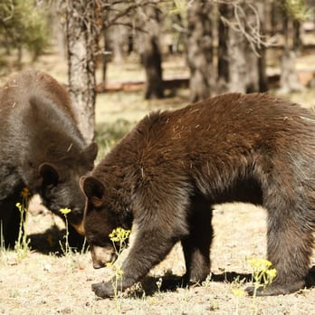 Bearizona - "Babe" and "Jack" take time to smell the flowers - Zoos Near Me - Williams, Arizona Bearizona - "Babe" and "Jack" take time to smell the flowers - Zoos Near Me - Williams, Arizona