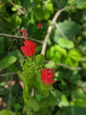 Couturie Forest by null