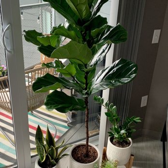 Wallace's Garden Center - Houseplants from Wallace's! - Home & Garden Near Me - Bettendorf, Iowa Wallace's Garden Center - Houseplants from Wallace's! - Home & Garden Near Me - Bettendorf, Iowa