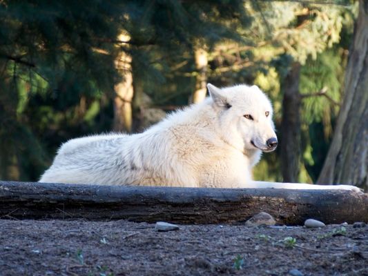 Woodland Park Zoo by null
