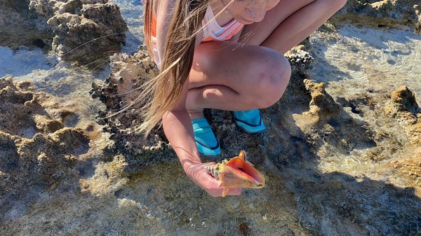 Sandspur Beach by null