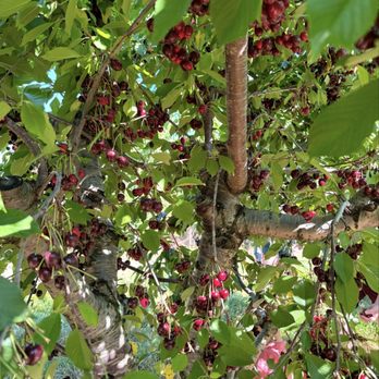 Larriland Farm - Fruits & Veggies Near Me - Woodbine, Maryland