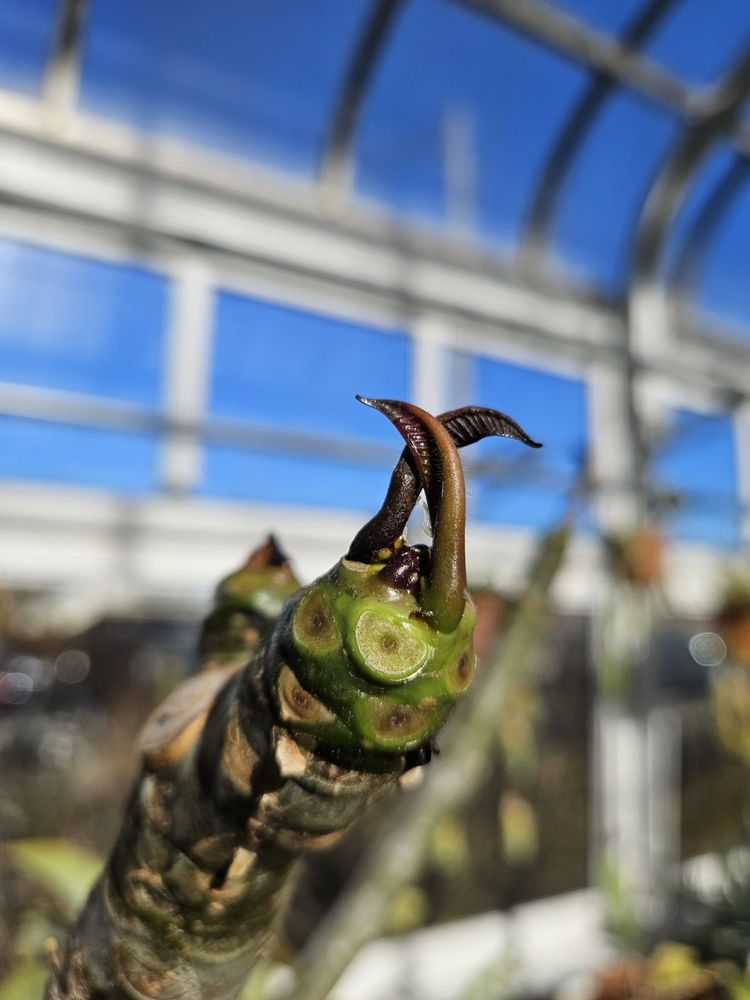 Oak Park Conservatory Image