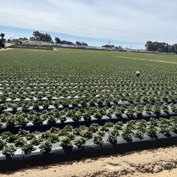 Okui's Strawberry N Fruit Stand - Strawberry field - Fruits & Veggies Near Me - Grover Beach, California