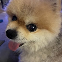 My 9 year old Pom! My 9 year old Pom!