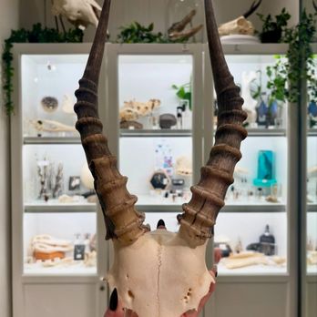 Mineralogy - Blesbok skull horns - Gemstones & Minerals Near Me - Raleigh, North Carolina Mineralogy - Blesbok skull horns - Gemstones & Minerals Near Me - Raleigh, North Carolina