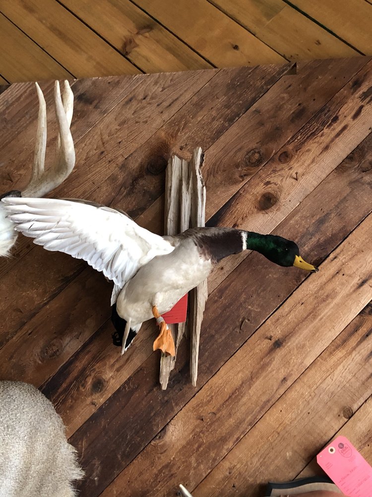 Cecil White Taxidermist - taxidermy in Katy, TX