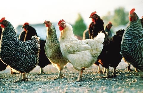 The Center for Urban Agriculture at Fairview Gardens - social services organization in Goleta, CA