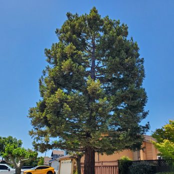 Willy's Tree Service - Redwood after - Tree Services Near Me